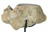 Fossil Sauropod Vertebra Section w/ Metal Stand - Colorado #294915-2